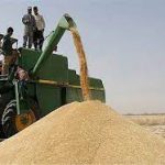 خرید تضمینی هفت هزار تن گندم در اصفهان