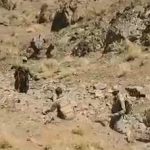 دستگیری پنج شکارچی غیرمجاز در منطقه حفاظت شده قمصر و برزک