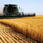 خرید تضمینی ۲۰ هزار تن گندم از کشاورزان اصفهانی