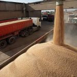 خرید تضمینی ۲۲ هزار و ۵۰۰ تن گندم از کشاورزان اصفهانی