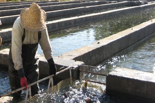 توسعه صنعت آبزی پروری با تولید ۹ هزار تنی ماهی